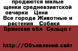 продаются милые щенки среднеазиатской овчарки › Цена ­ 30 000 - Все города Животные и растения » Собаки   . Брянская обл.,Сельцо г.